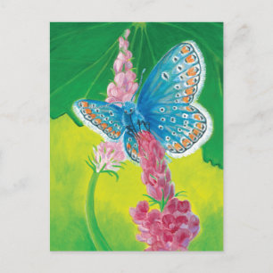 Chapmans blue butterfly (Polyommatus thersites)  Holiday Postcard