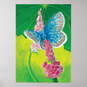 Chapmans blue butterfly (Polyommatus thersites) Poster