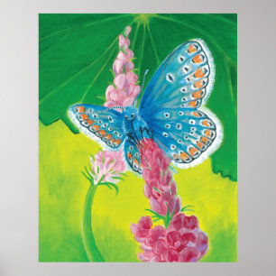 Chapmans blue butterfly (Polyommatus thersites) Poster