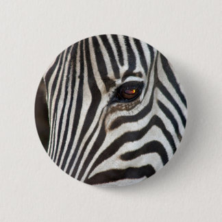 Chapman's Zebra 6 Cm Round Badge
