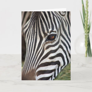 Chapman's Zebra Card