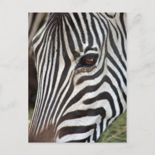 Chapman's Zebra Postcard