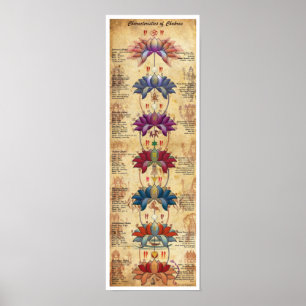 Characteristics of Chakras - Contrastive Style Poster
