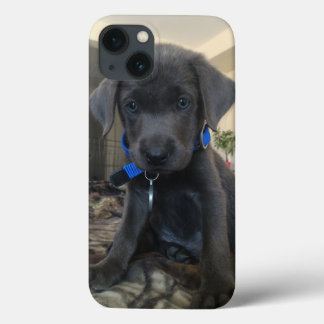 charcoal labrador case