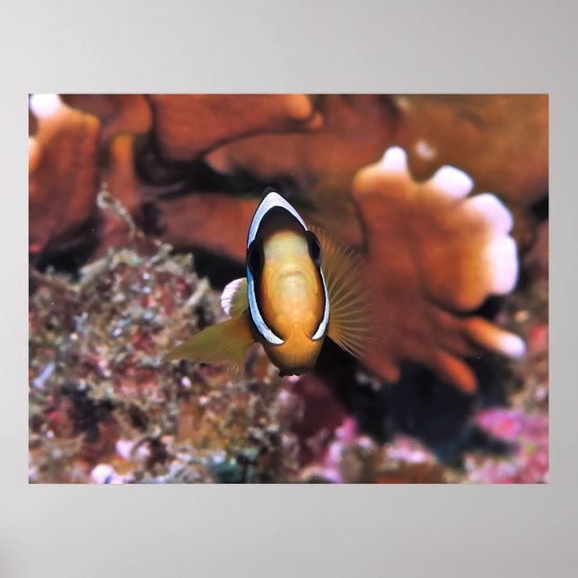 Charging Clownfish Poster (Front)