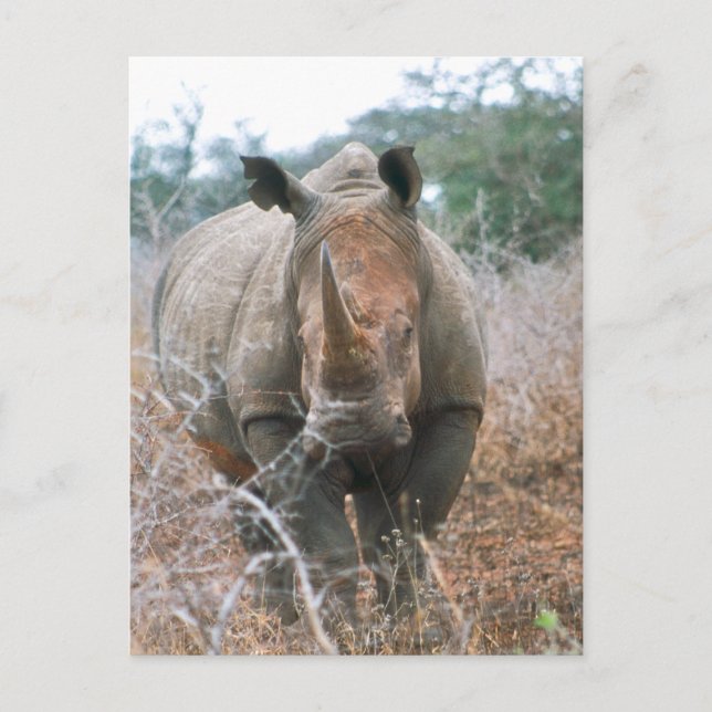 Charging Rhino Postcard (Front)