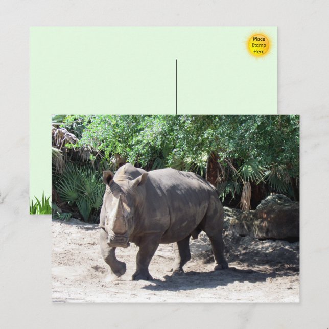 Charging Rhinoceros Postcard (Front/Back)