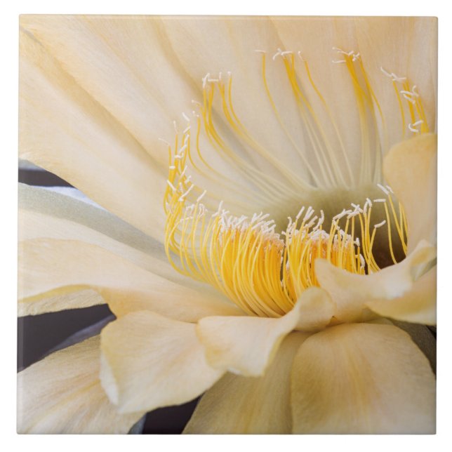 Charlemagne Echinopsis cactus in bloom  Tile (Front)
