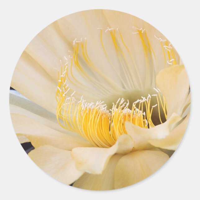 Charlemagne Echinopsis in bloom Classic Round Sticker (Front)