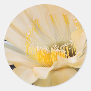 Charlemagne Echinopsis in bloom Classic Round Sticker