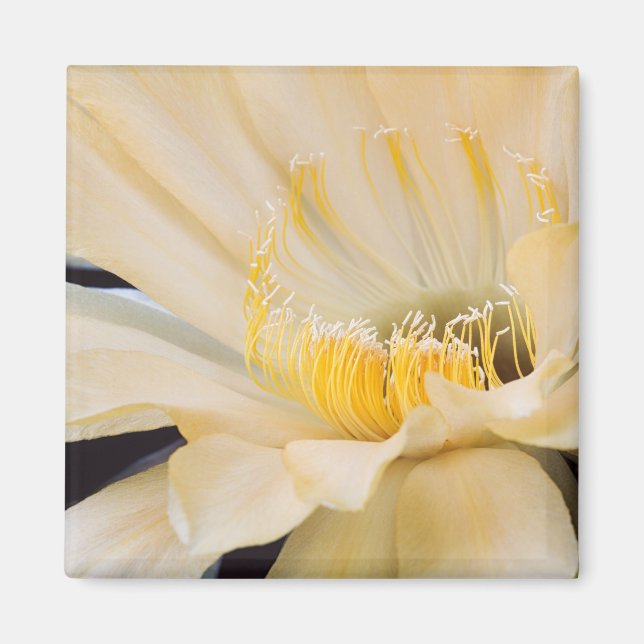 Charlemagne Echinopsis in bloom Magnet (Front)