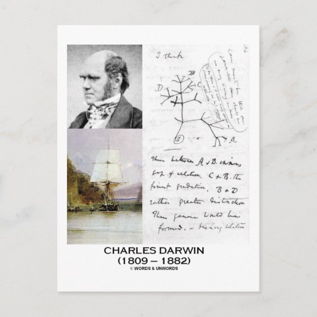 Charles Darwin (Darwin HMS Beagle Phylogenetics) Postcard (Front)