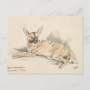 Charles Hamilton Smith - African Wild Dog Postcard
