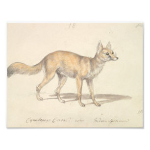 Charles Hamilton Smith - Corsac Dog-Fox Photo Print