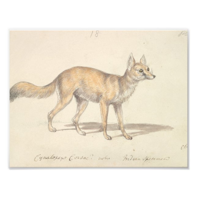 Charles Hamilton Smith - Corsac Dog-Fox Photo Print (Front)