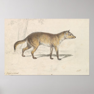 Charles Hamilton Smith - Crabodago Aguara Fox Poster