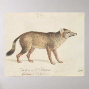 Charles Hamilton Smith - Dun-Footed Aguara Dog Poster