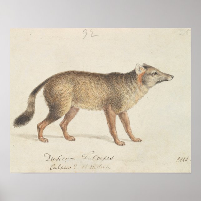 Charles Hamilton Smith - Dun-Footed Aguara Dog Poster (Front)