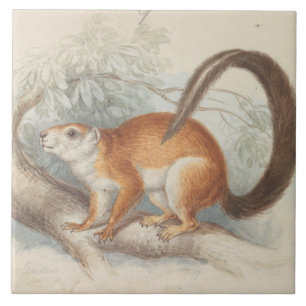 Charles Hamilton Smith - Duvaucel's Squirrel Tile