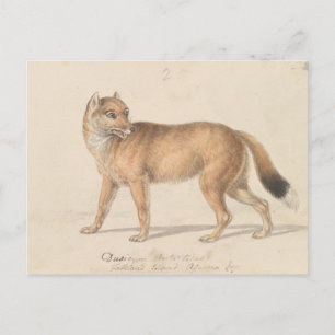 Charles Hamilton Smith - Falkland Islands Wolf Postcard