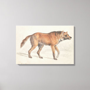 Charles Hamilton Smith - Maned Wolf Canvas Print