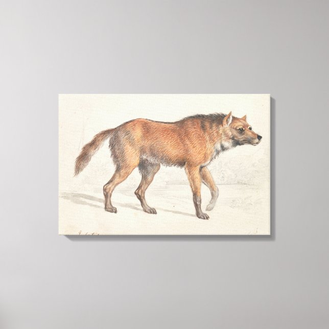 Charles Hamilton Smith - Maned Wolf Canvas Print (Front)