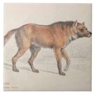 Charles Hamilton Smith - Maned Wolf Tile