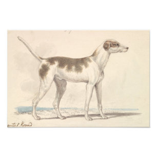 Charles Hamilton Smith - Oriental Hound Photo Print