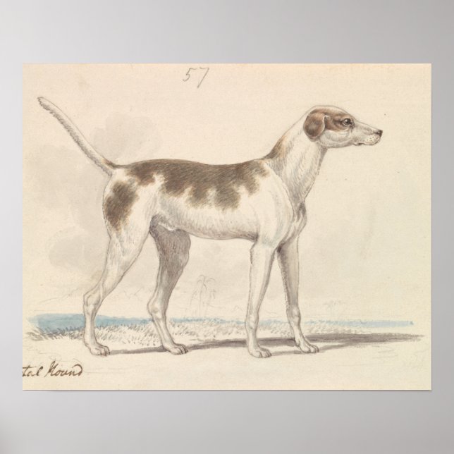 Charles Hamilton Smith - Oriental Hound Poster (Front)