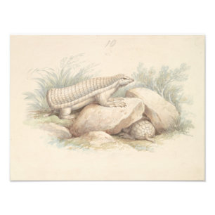 Charles Hamilton Smith - Pink Fairy Armadillo Photo Print