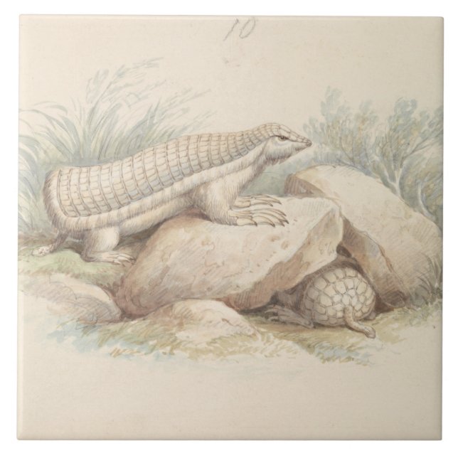 Charles Hamilton Smith - Pink Fairy Armadillo Tile (Front)