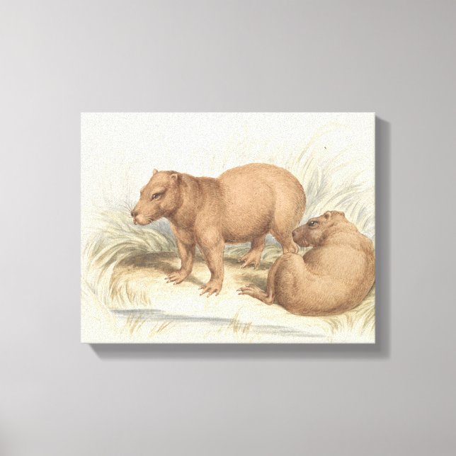 Charles Hamilton Smith - The Capybara Canvas Print (Front)