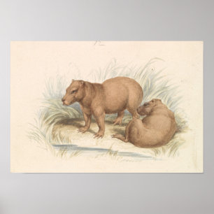 Charles Hamilton Smith - The Capybara Poster