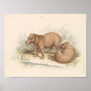 Charles Hamilton Smith - The Capybara Poster
