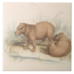 Charles Hamilton Smith - The Capybara Tile