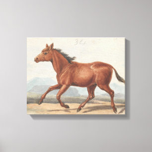 Charles Hamilton Smith - The Koomrah Horse Canvas Print