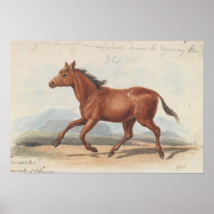 Charles Hamilton Smith - The Koomrah Horse Poster