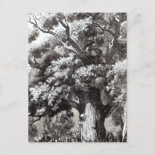 Charles II  Hidden in the Oak Tree Postcard