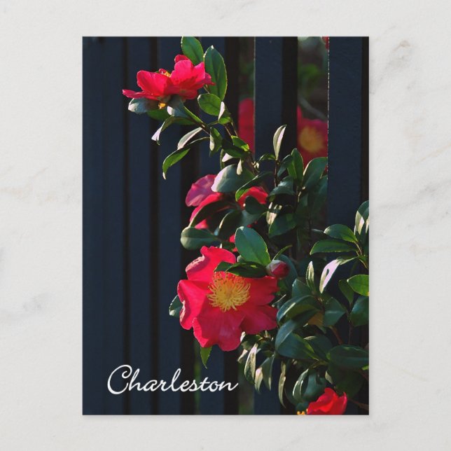 Charleston Camelia Postcard (Front)