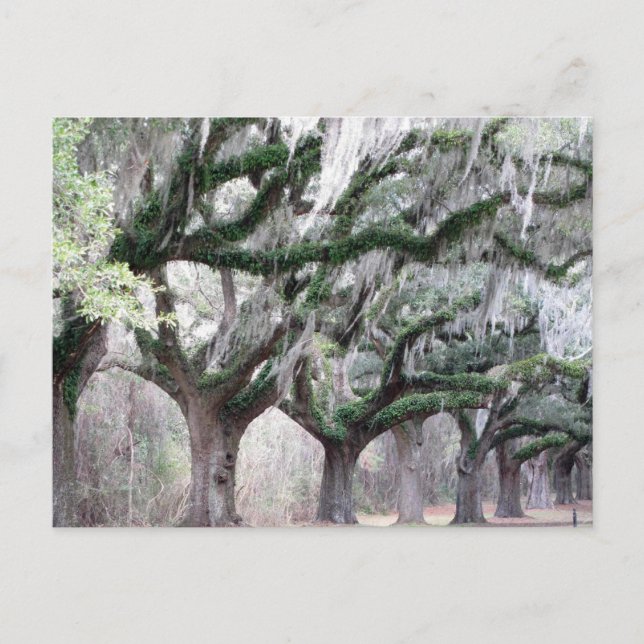 Charleston Oaks Postcard (Front)