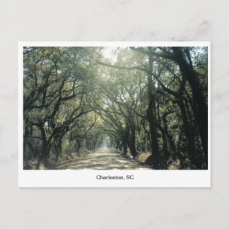 Charleston, SC Oak Trees Postcard