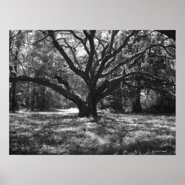 Charleston South Carolina Poster (Front)