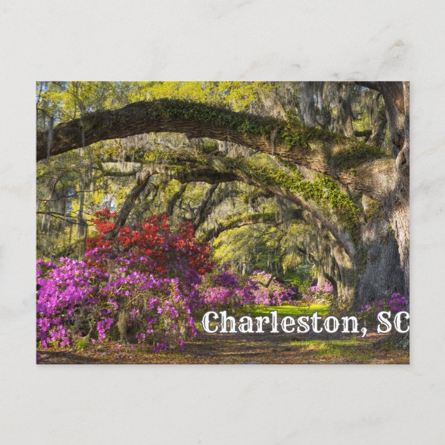Charleston, South Carolina Spring Botanical Garden Postcard (Front)