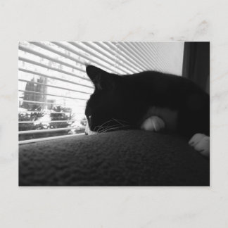 Charlie Looking Out The Window Postcard