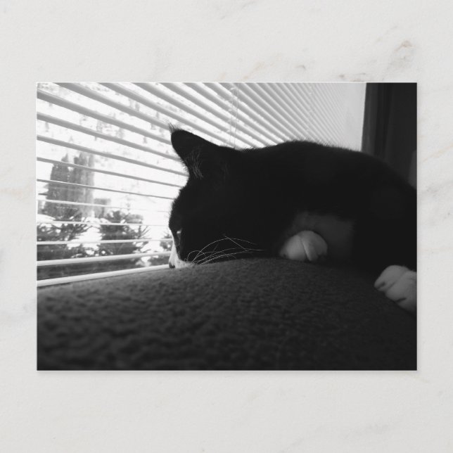 Charlie Looking Out The Window Postcard (Front)