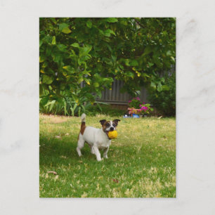 Charlie The Fox Terrier Ball Play, Postcard