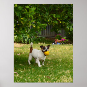 Charlie The Fox Terrier Play Time, Poster