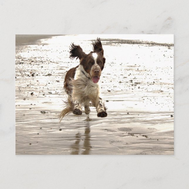 Charlie The Springer Postcard (Front)
