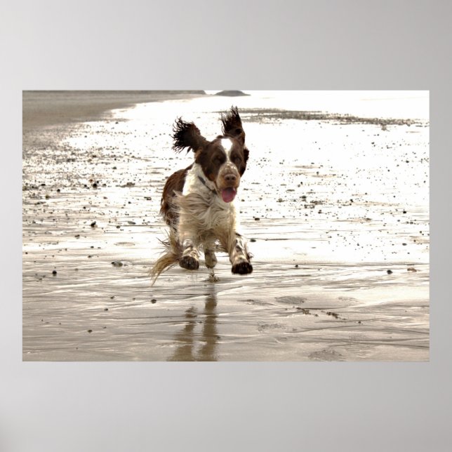 Charlie The Springer Poster (Front)