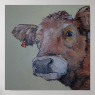 Charlois highlander cow takes a peek poster